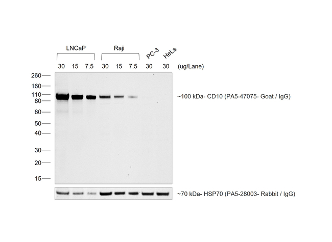 Goat IgG (H+L) Secondary Antibody in Western Blot (WB)