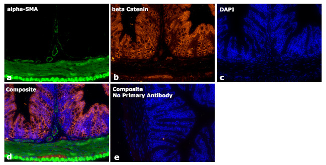 Mouse IgG2a Secondary Antibody in Immunohistochemistry (Paraffin) (IHC (P))