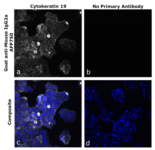 Mouse IgG2a Secondary Antibody in Immunocytochemistry (ICC/IF)