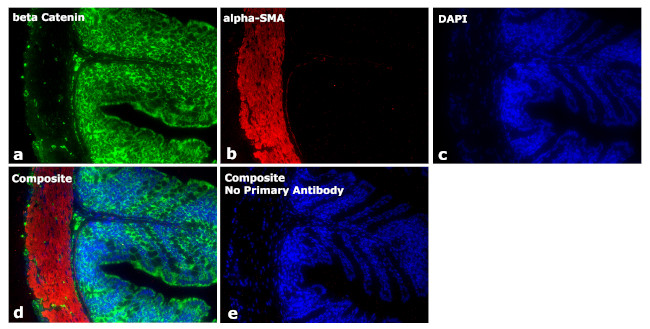 Mouse IgG2a Secondary Antibody in Immunohistochemistry (Paraffin) (IHC (P))