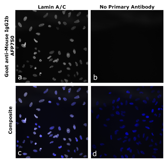 Mouse IgG2b Secondary Antibody in Immunocytochemistry (ICC/IF)