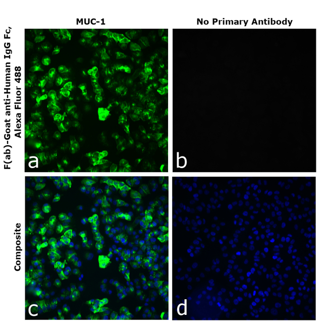 Human IgG Fc Secondary Antibody in Immunocytochemistry (ICC/IF)