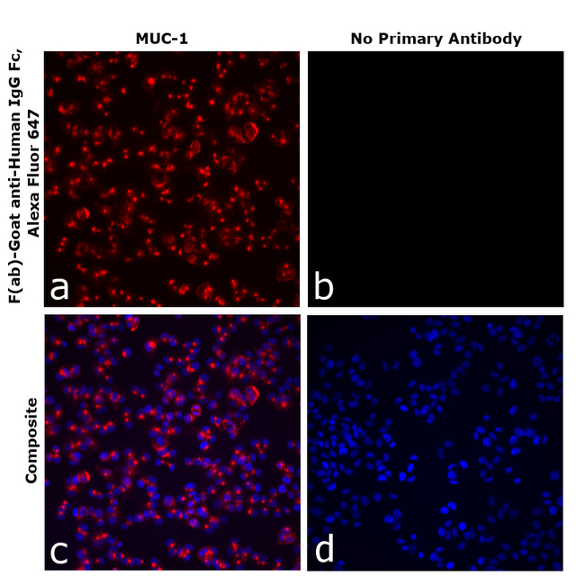 Human IgG Fc Secondary Antibody in Immunocytochemistry (ICC/IF)