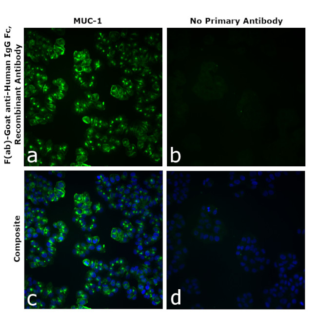 Human IgG Fc Secondary Antibody in Immunocytochemistry (ICC/IF)