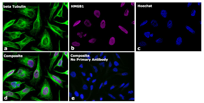 Mouse IgG1 Secondary Antibody in Immunocytochemistry (ICC/IF)