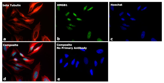 Mouse IgG1 Secondary Antibody in Immunocytochemistry (ICC/IF)