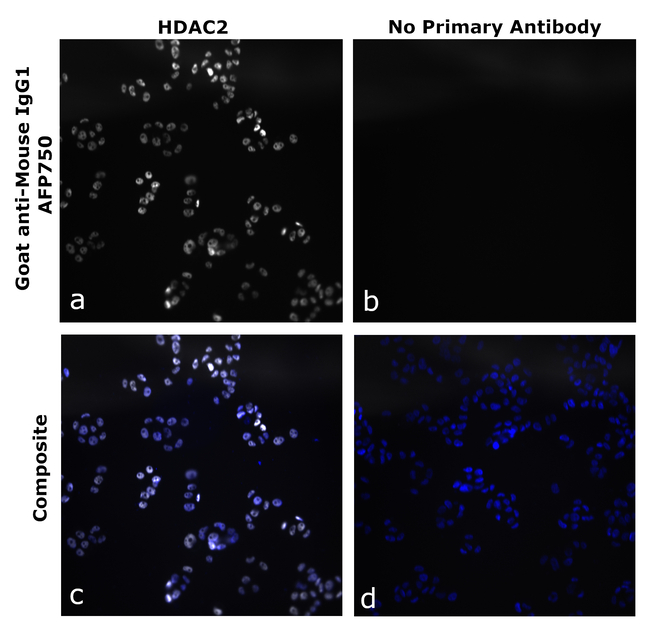 Mouse IgG1 Secondary Antibody in Immunocytochemistry (ICC/IF)