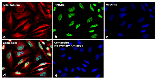 Mouse IgG1 Secondary Antibody in Immunocytochemistry (ICC/IF)