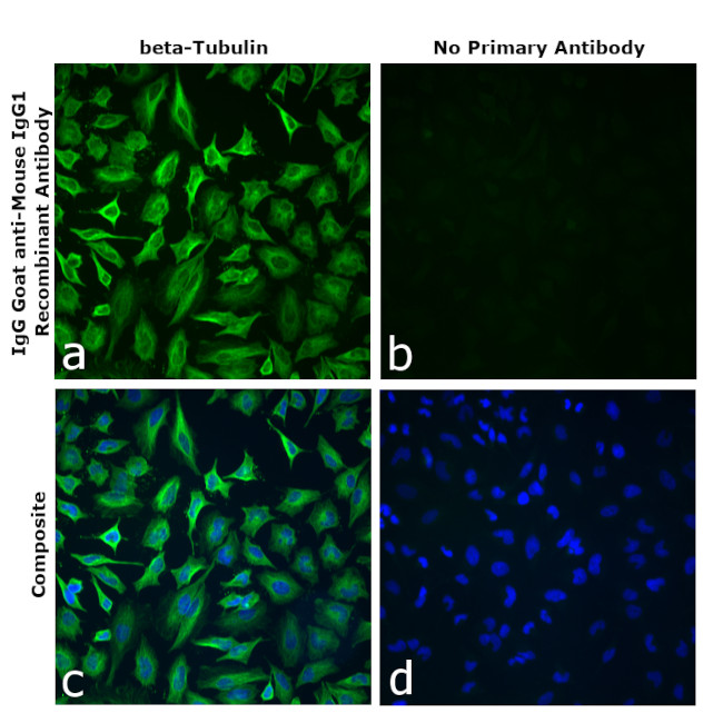 Mouse IgG1 Secondary Antibody in Immunocytochemistry (ICC/IF)