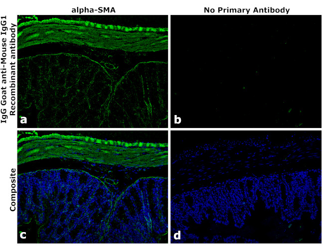 Mouse IgG1 Secondary Antibody in Immunohistochemistry (Paraffin) (IHC (P))