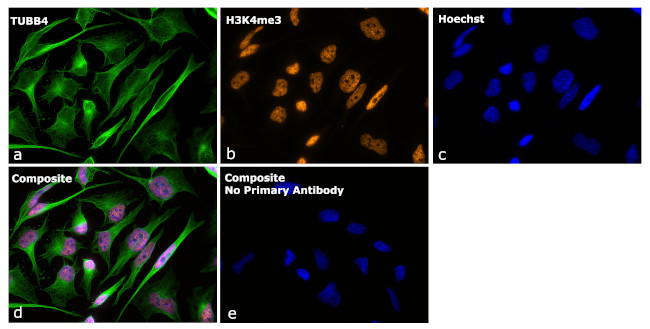 Mouse IgG Fc Secondary Antibody in Immunocytochemistry (ICC/IF)