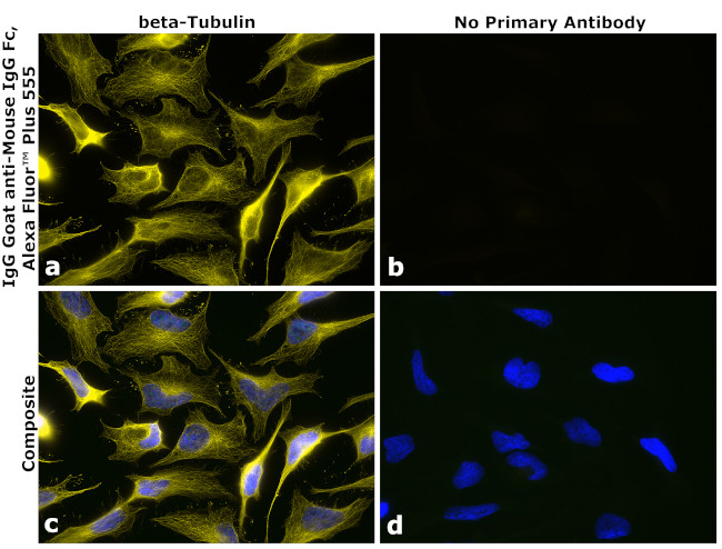 Mouse IgG Fc Secondary Antibody in Immunocytochemistry (ICC/IF)