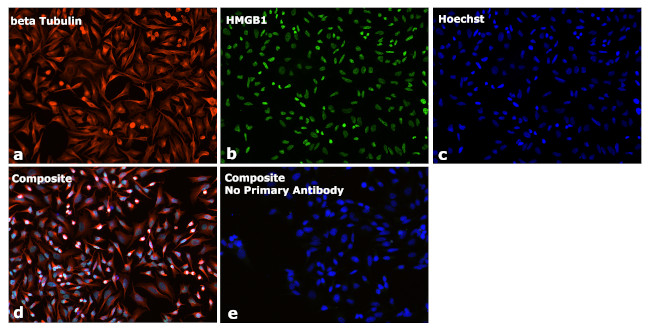 Mouse IgG Fc Secondary Antibody in Immunocytochemistry (ICC/IF)