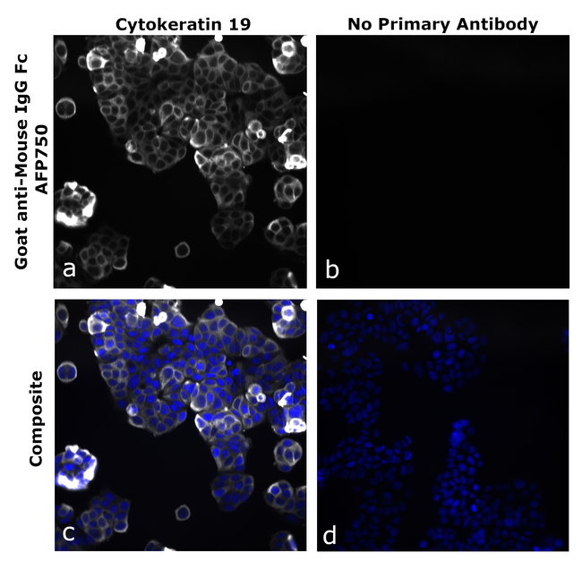 Mouse IgG Fc Secondary Antibody in Immunocytochemistry (ICC/IF)