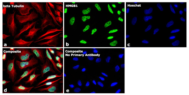 Mouse IgG Fc Secondary Antibody in Immunocytochemistry (ICC/IF)
