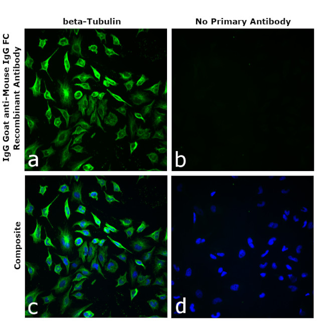 Mouse IgG Fc Secondary Antibody in Immunocytochemistry (ICC/IF)