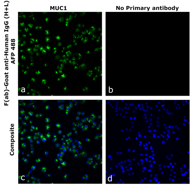 Human IgG (H+L) Secondary Antibody in Immunocytochemistry (ICC/IF)