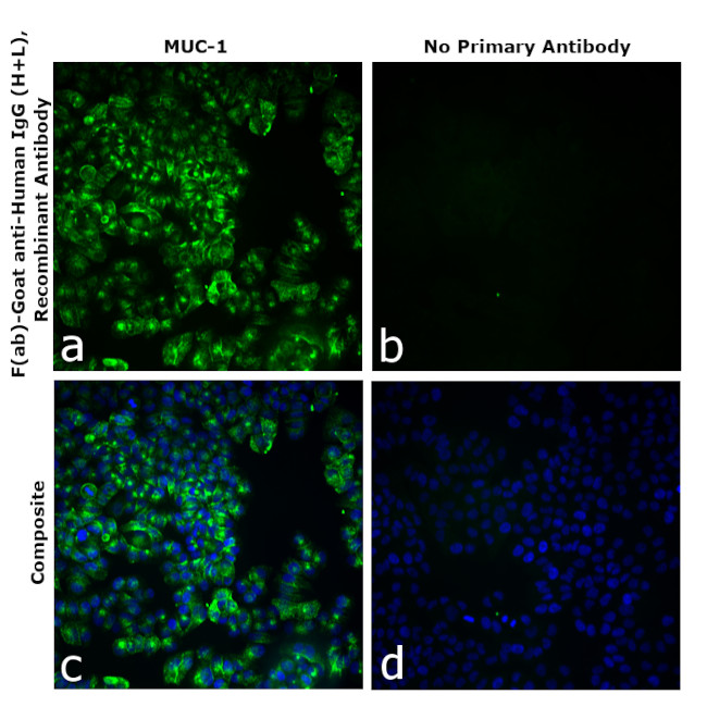Human IgG (H+L) Secondary Antibody in Immunocytochemistry (ICC/IF)