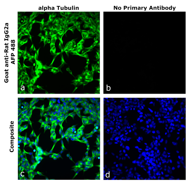 Rat IgG2a Secondary Antibody in Immunocytochemistry (ICC/IF)
