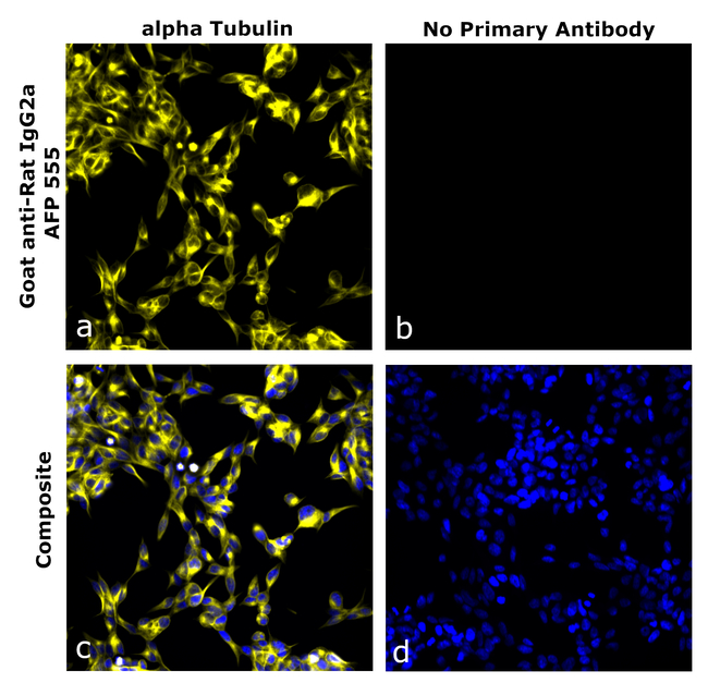 Rat IgG2a Secondary Antibody in Immunocytochemistry (ICC/IF)