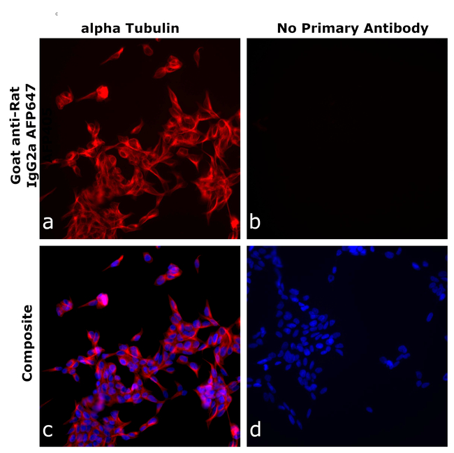 Rat IgG2a Secondary Antibody in Immunocytochemistry (ICC/IF)