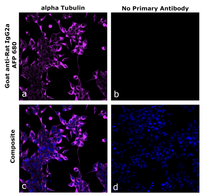 Rat IgG2a Secondary Antibody in Immunocytochemistry (ICC/IF)