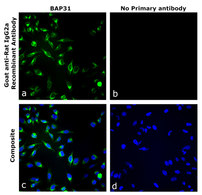 Rat IgG2a Secondary Antibody in Immunocytochemistry (ICC/IF)
