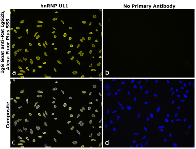 Rat IgG2b Secondary Antibody in Immunocytochemistry (ICC/IF)