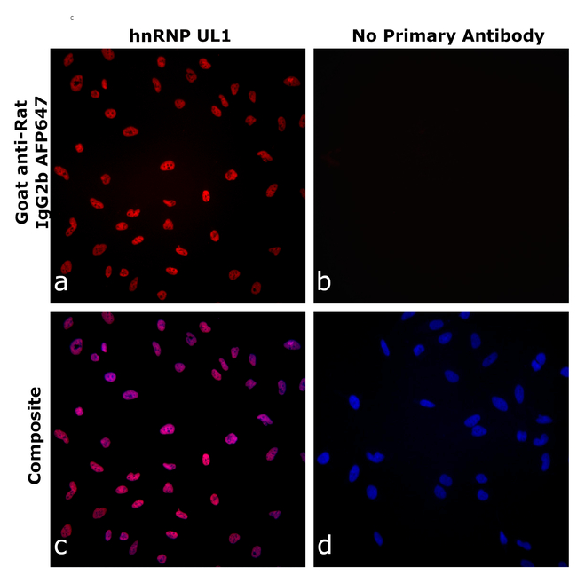 Rat IgG2b Secondary Antibody in Immunocytochemistry (ICC/IF)