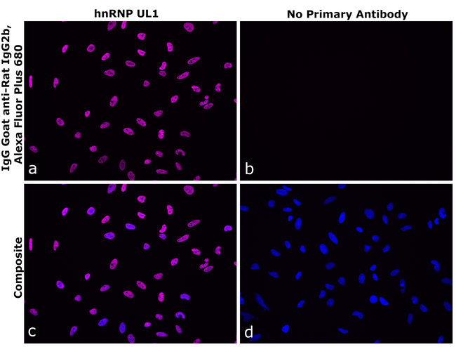 Rat IgG2b Secondary Antibody in Immunocytochemistry (ICC/IF)