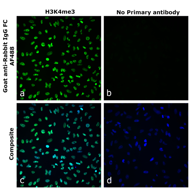 Rabbit IgG Fc Secondary Antibody in Immunocytochemistry (ICC/IF)