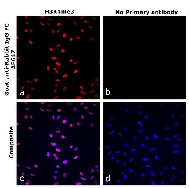 Rabbit IgG Fc Secondary Antibody in Immunocytochemistry (ICC/IF)