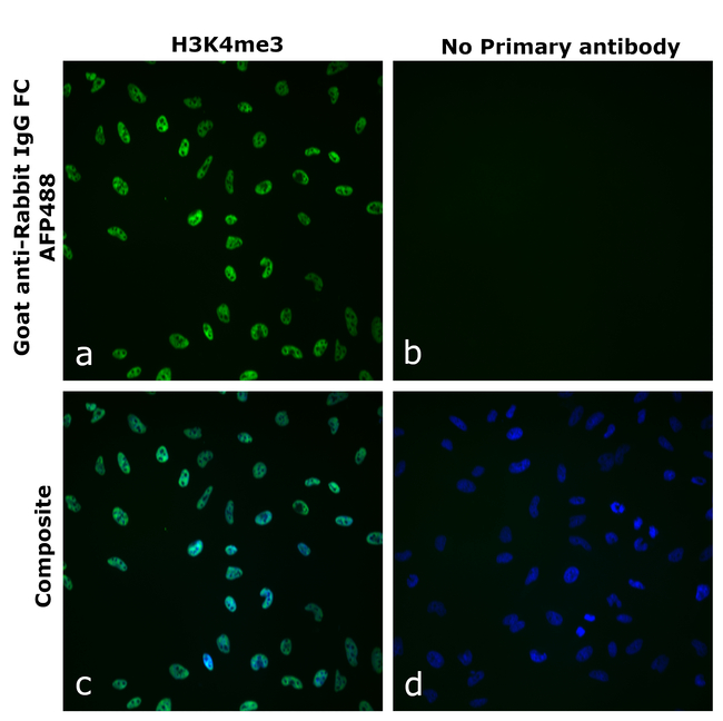 Rabbit IgG Fc Secondary Antibody in Immunocytochemistry (ICC/IF)