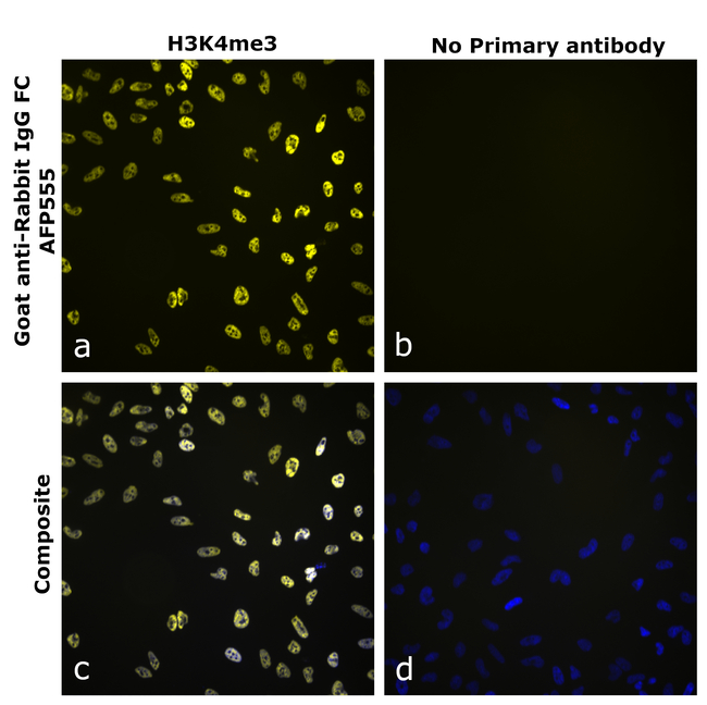 Rabbit IgG Fc Secondary Antibody in Immunocytochemistry (ICC/IF)