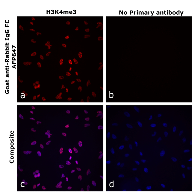 Rabbit IgG Fc Secondary Antibody in Immunocytochemistry (ICC/IF)