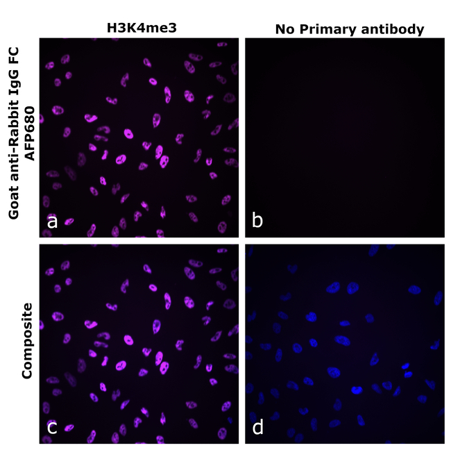 Rabbit IgG Fc Secondary Antibody in Immunocytochemistry (ICC/IF)