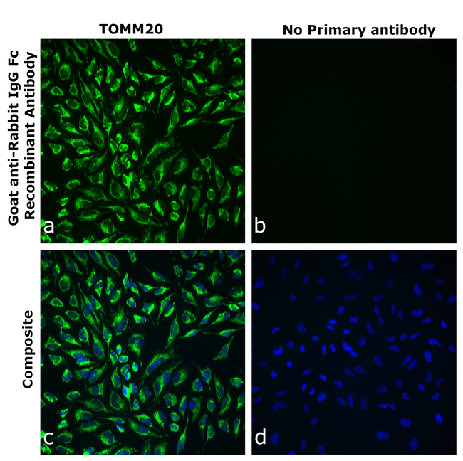 Rabbit IgG Fc Secondary Antibody in Immunocytochemistry (ICC/IF)