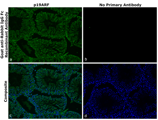 Rabbit IgG Fc Secondary Antibody in Immunohistochemistry (Paraffin) (IHC (P))