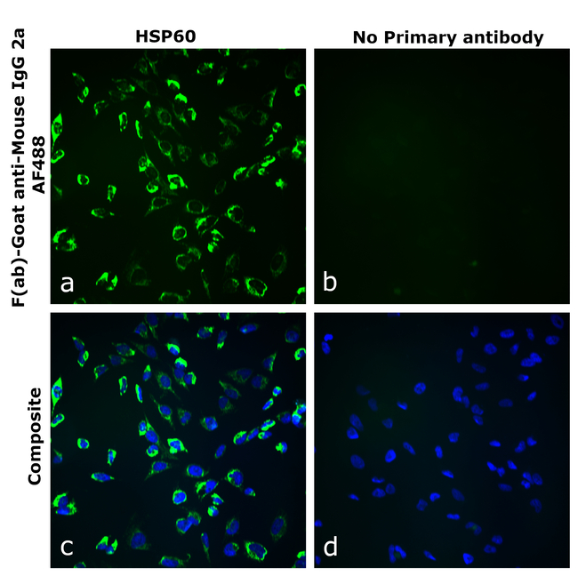 Mouse IgG2a Secondary Antibody in Immunocytochemistry (ICC/IF)