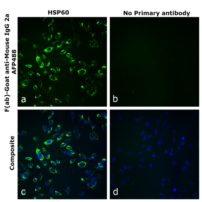 Mouse IgG2a Secondary Antibody in Immunocytochemistry (ICC/IF)