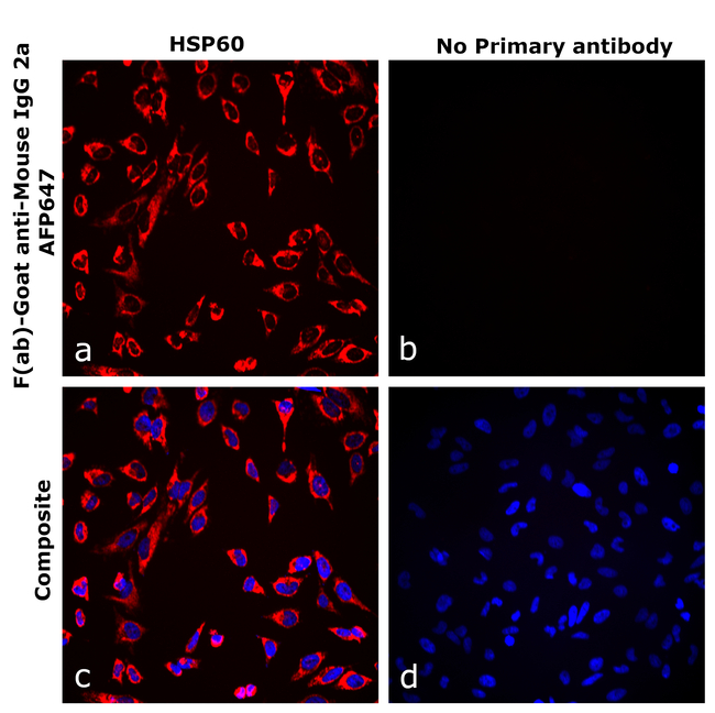 Mouse IgG2a Secondary Antibody in Immunocytochemistry (ICC/IF)