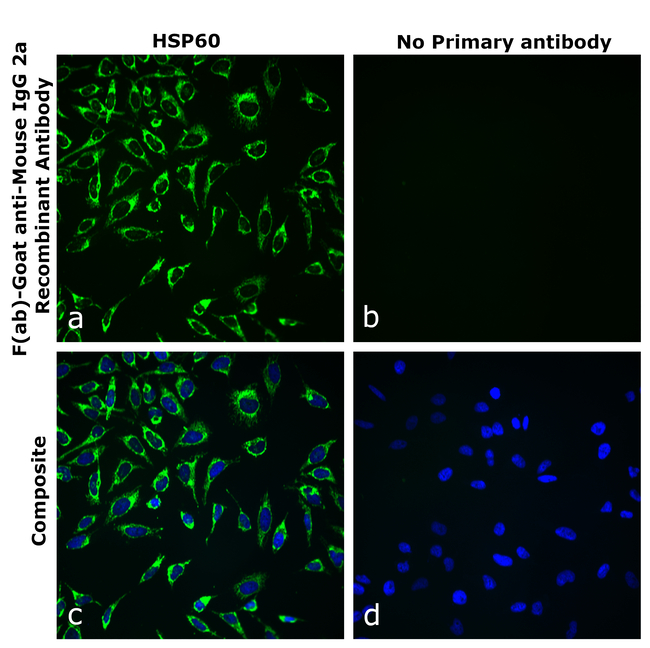 Mouse IgG2a Secondary Antibody in Immunocytochemistry (ICC/IF)
