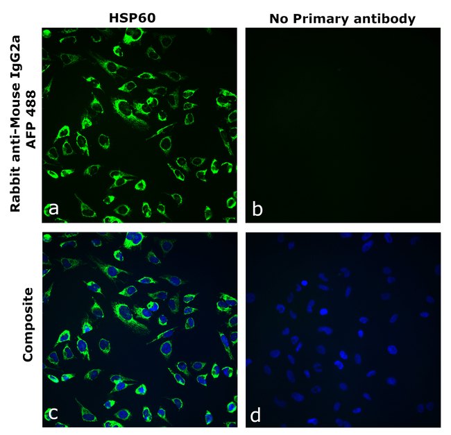 Mouse IgG2a Secondary Antibody in Immunocytochemistry (ICC/IF)