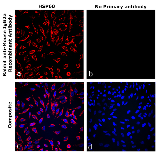 Mouse IgG2a Secondary Antibody in Immunocytochemistry (ICC/IF)