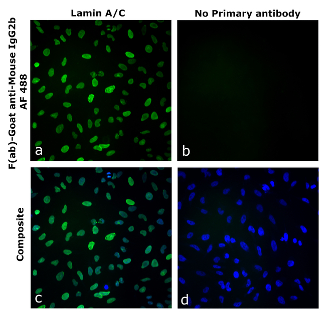 Mouse IgG2b Secondary Antibody in Immunocytochemistry (ICC/IF)