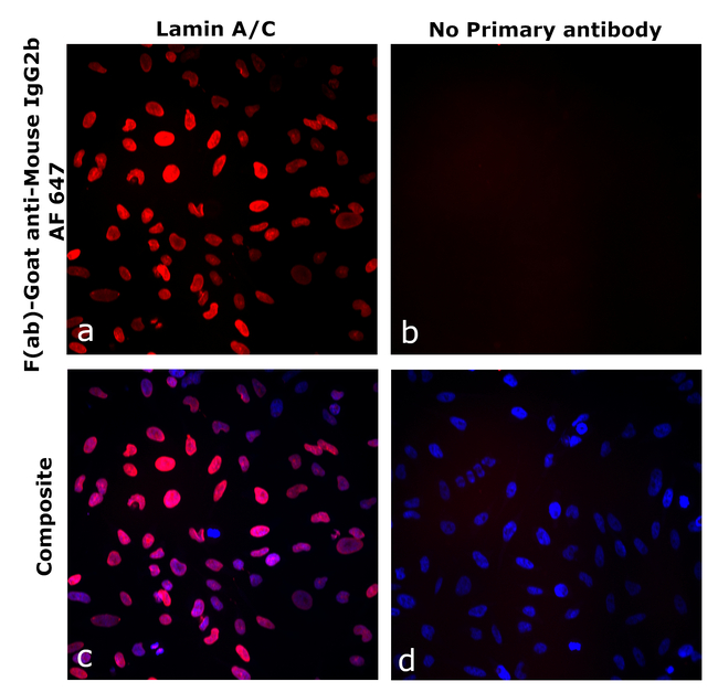 Mouse IgG2b Secondary Antibody in Immunocytochemistry (ICC/IF)