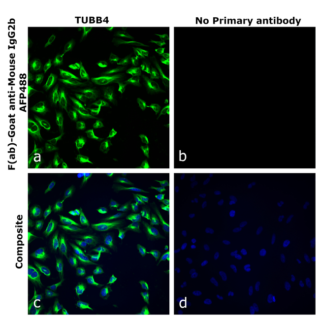 Mouse IgG2b Secondary Antibody in Immunocytochemistry (ICC/IF)