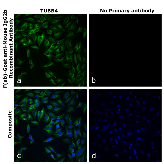 Mouse IgG2b Secondary Antibody in Immunocytochemistry (ICC/IF)