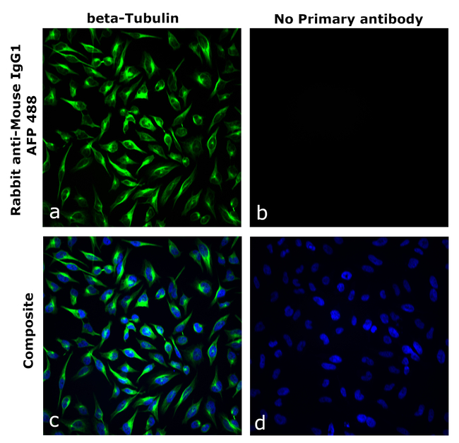 Mouse IgG1 Secondary Antibody in Immunocytochemistry (ICC/IF)