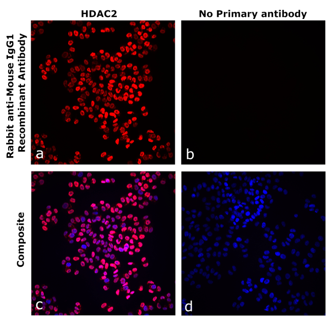 Mouse IgG1 Secondary Antibody in Immunocytochemistry (ICC/IF)
